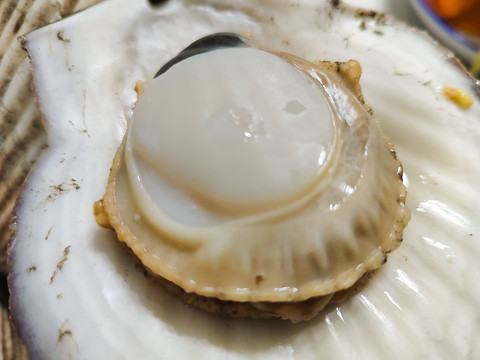 大扇貝