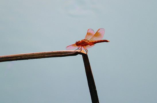 紅蜻蜓