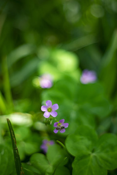 红花醡浆草