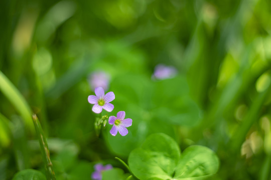 红花醡浆草