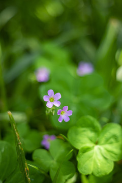 红花醡浆草