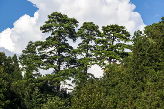 山顶松树