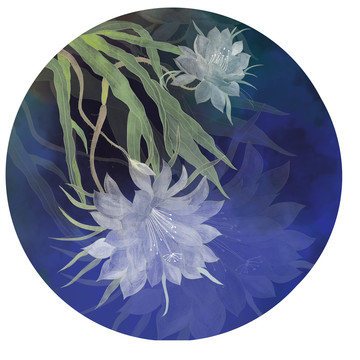 曇花手繪