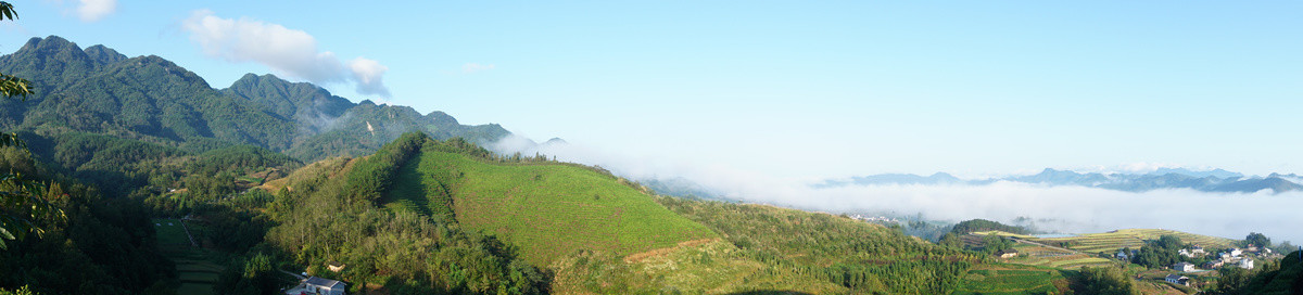 中峰茶园茶山