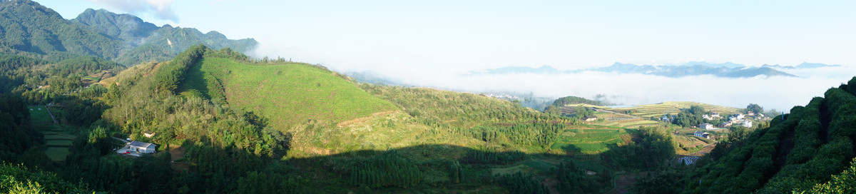 中峰茶园风光