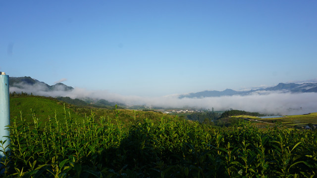 中峰茶园基地