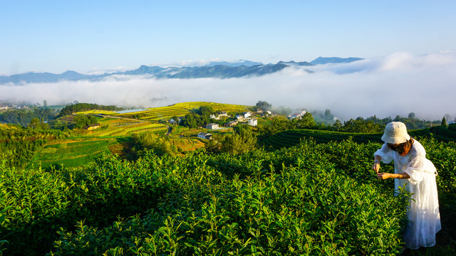 中峰茶园风光二