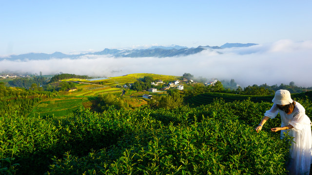 中峰采茶