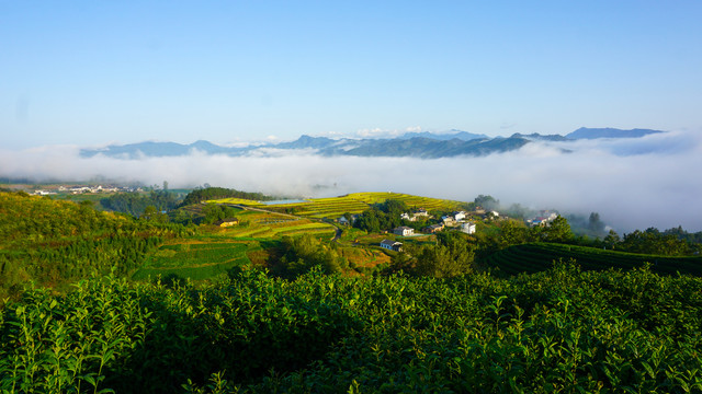 中峰茶山