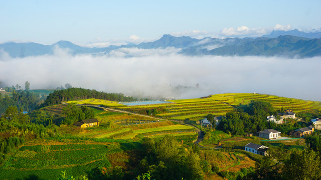 中峰茶园风光