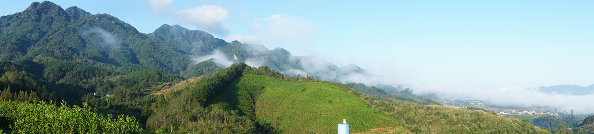 中峰茶园全景