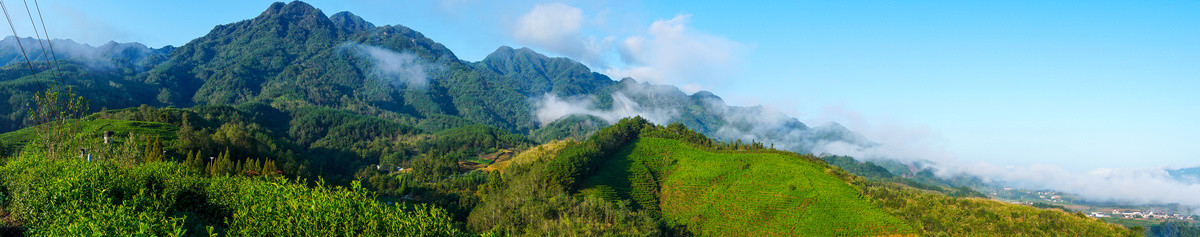 中峰茶园基地