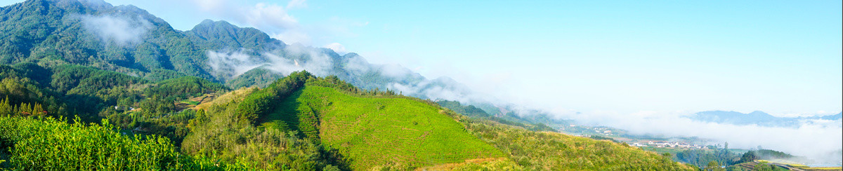 中峰茶园美景