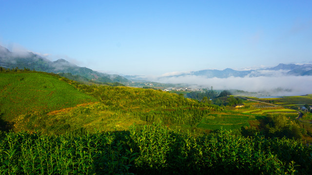 中峰茶园十