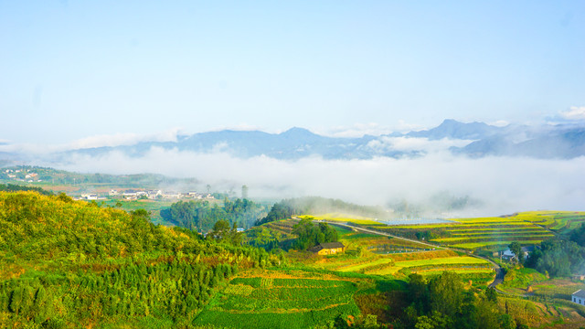 中峰茶园九