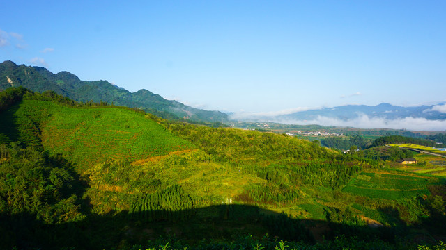 中峰茶园六