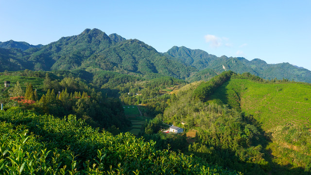 中峰茶园五