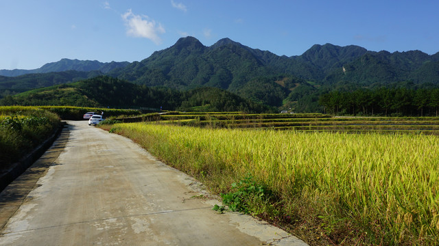 中峰贡米基地道路