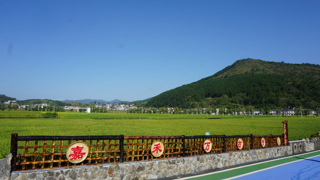 中峰贡米基地稻田