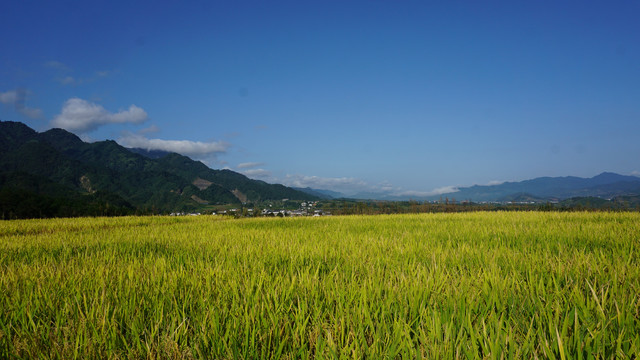 中峰贡米基地稻谷