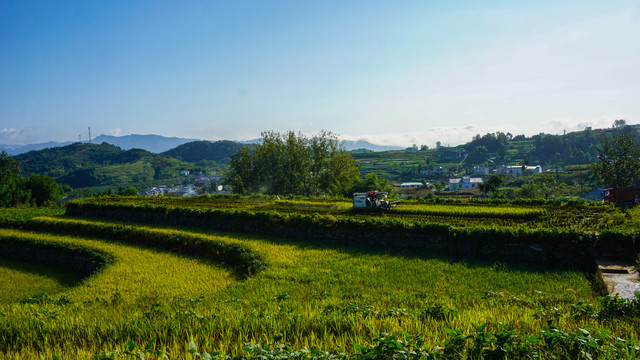 中峰贡米基地梯田