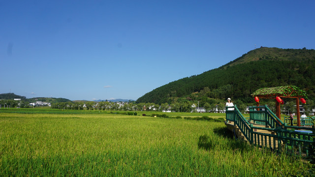 中峰贡米基地梯田三