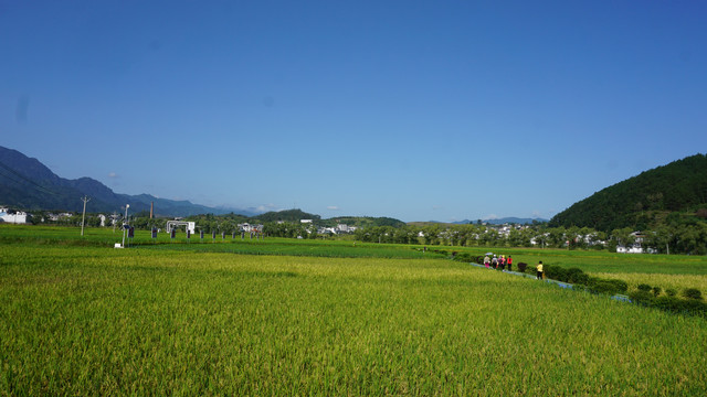 中峰贡米基地五