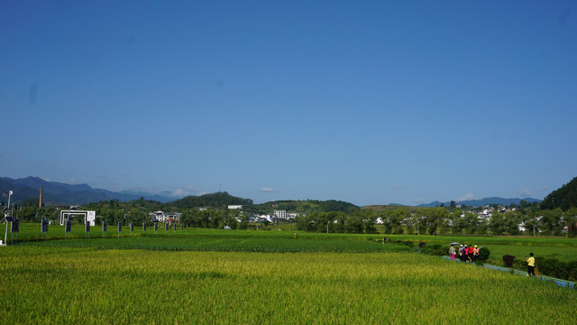 中峰贡米基地七