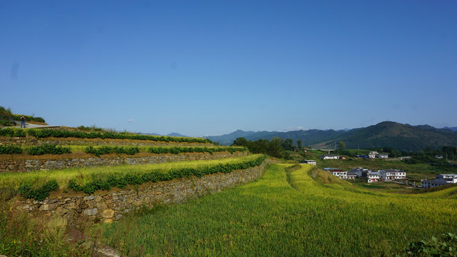 中峰贡米基地风光