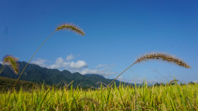 贡米基地六