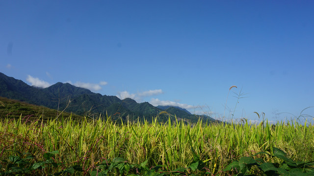 中峰贡米基地九