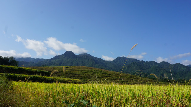 中峰贡米基地七