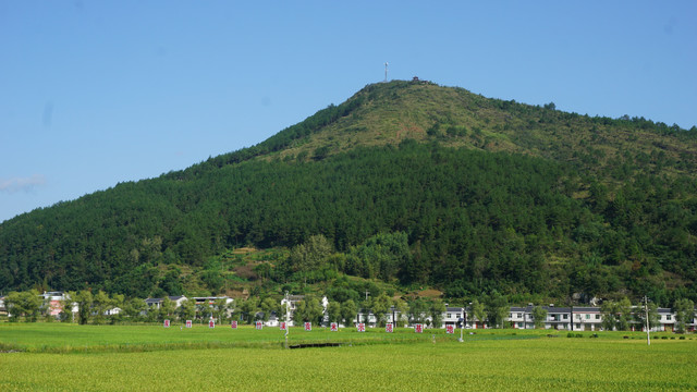 中峰贡米基地一