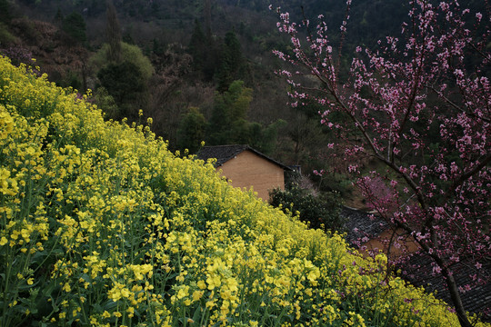 土楼新春