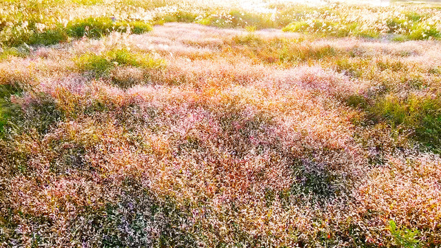 美丽乡村北湖草荡