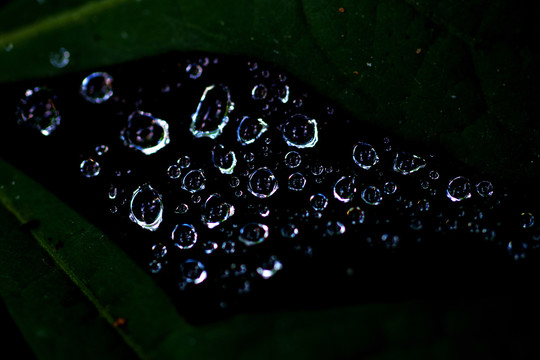 露水特写