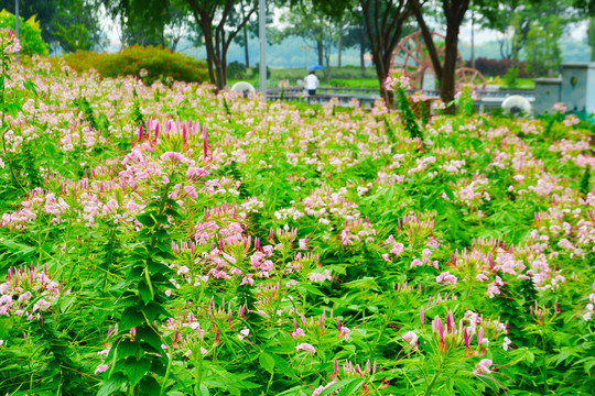 醉蝶花