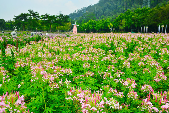 蝶醉花花海