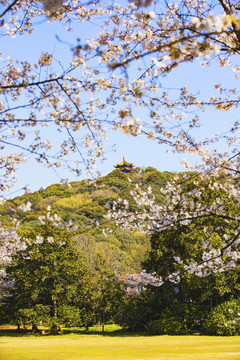 太湖无锡鼋头渚樱花季