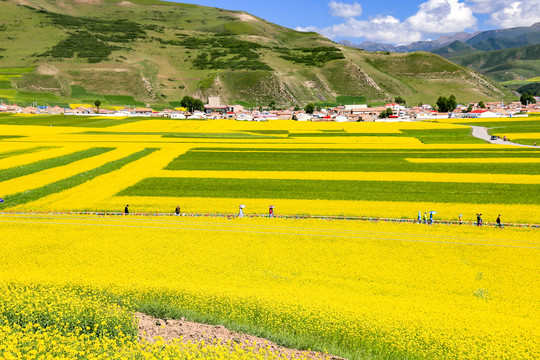 门源百里油菜花海景区