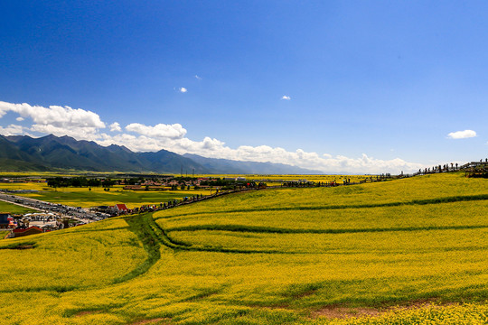 门源百里油菜花海景区