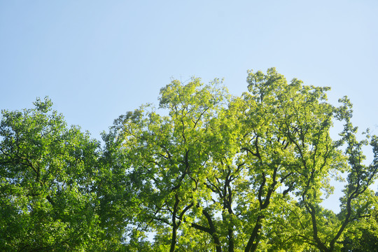 蓝天阳光绿树