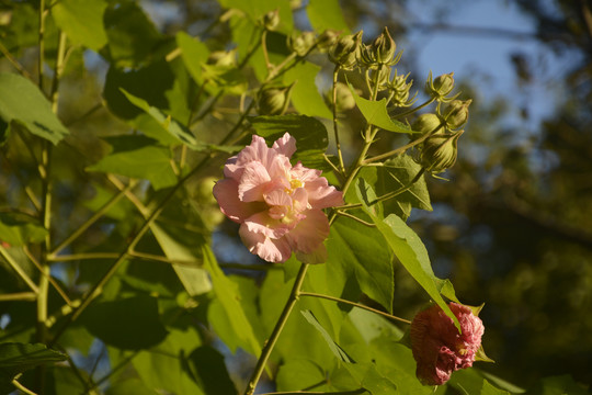 芙蓉花