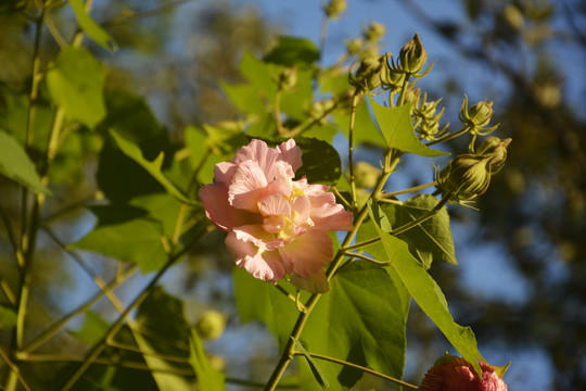 阳光与芙蓉花