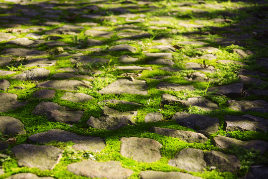 地面石块与苔藓
