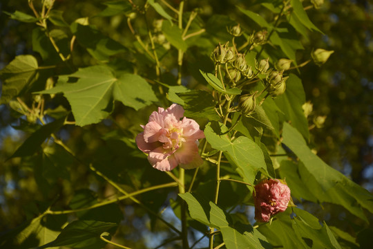 芙蓉花