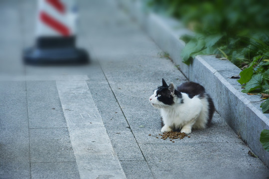 投喂猫咪