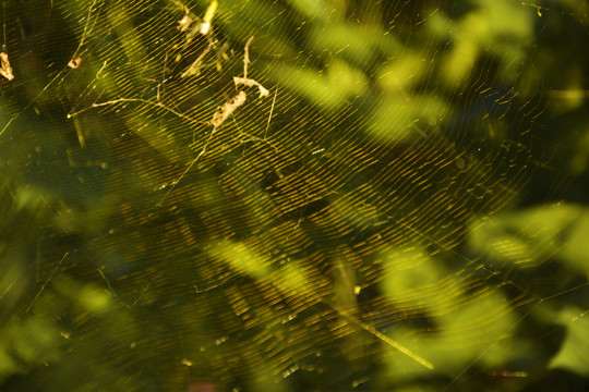 蜘蛛网纹理背景