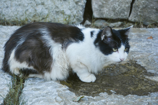 流浪猫喝水