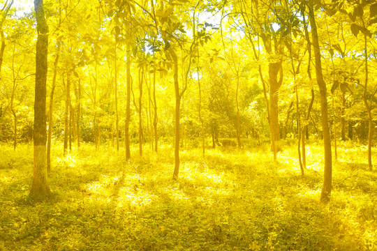 金色树林